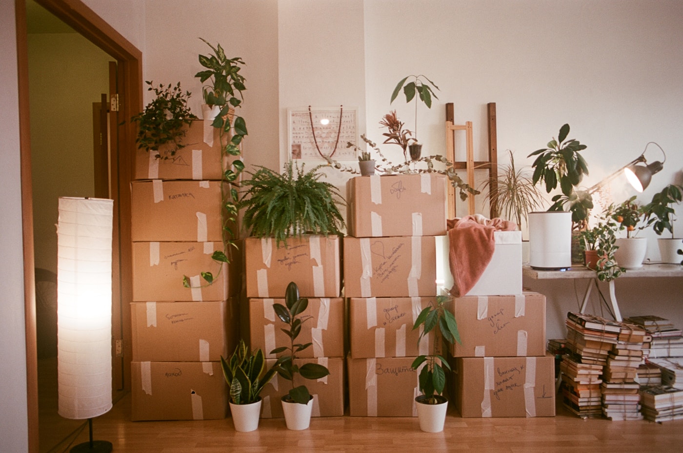 Cardboard moving boxes packed in a room alongside houseplants and books
