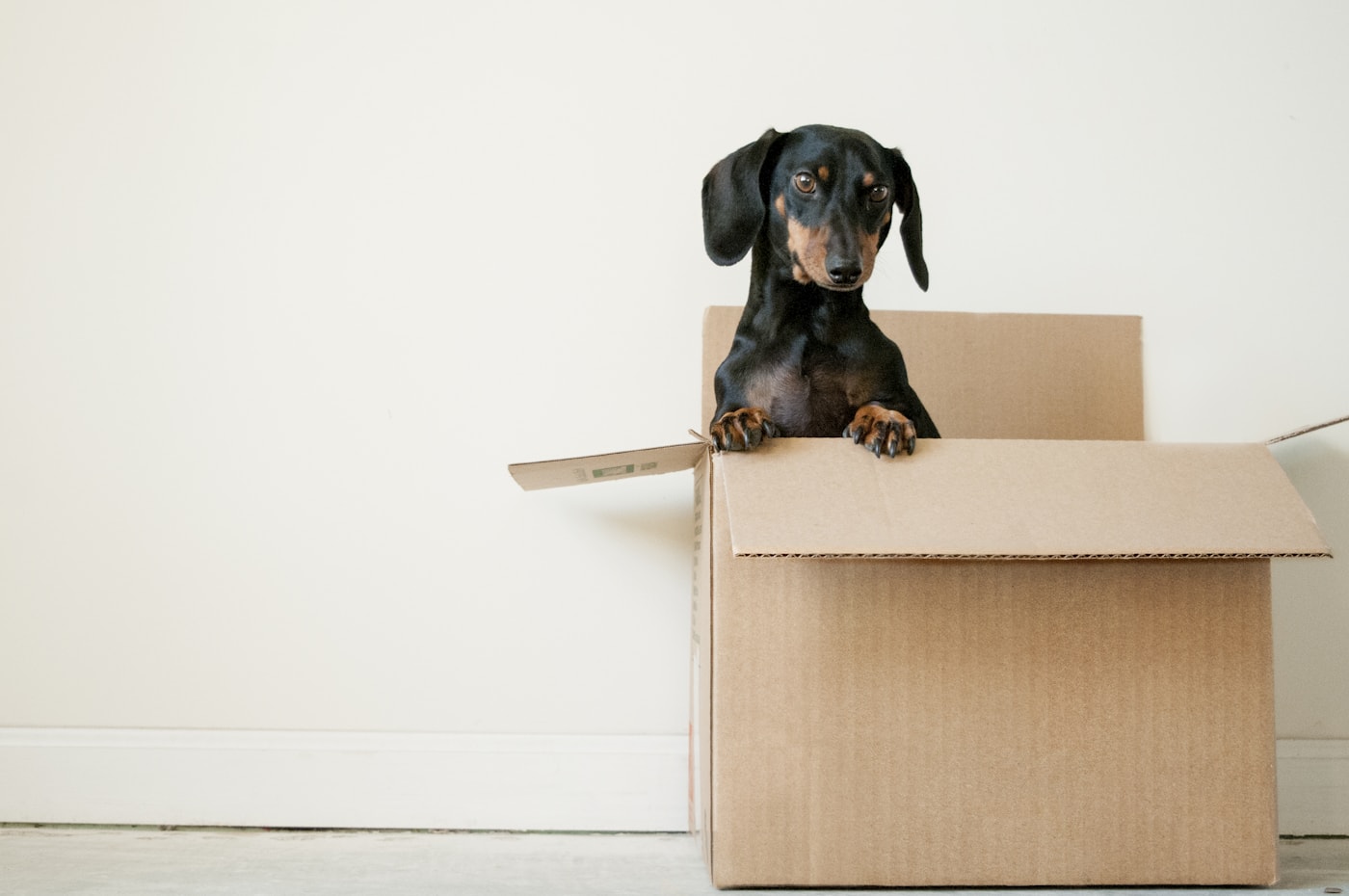 Small dog sitting inside an open cardboard moving box